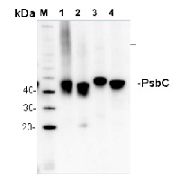 PsbC | CP43 protein of PSII in the group Antibodies Plant/Algal / Photosynthesis / PSII (Photosystem II) at Agrisera AB (Antibodies for research) (AS11 1787)